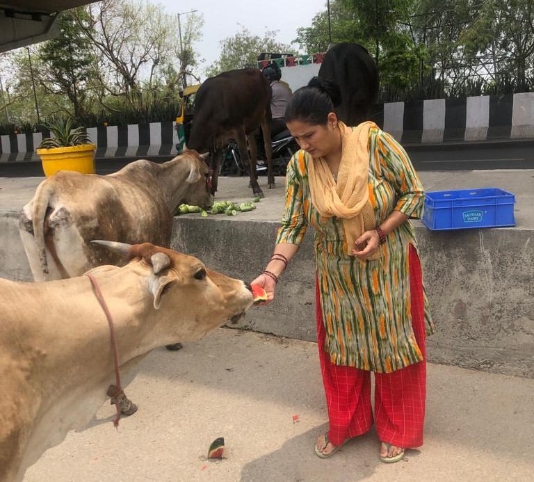 Protection of Cows